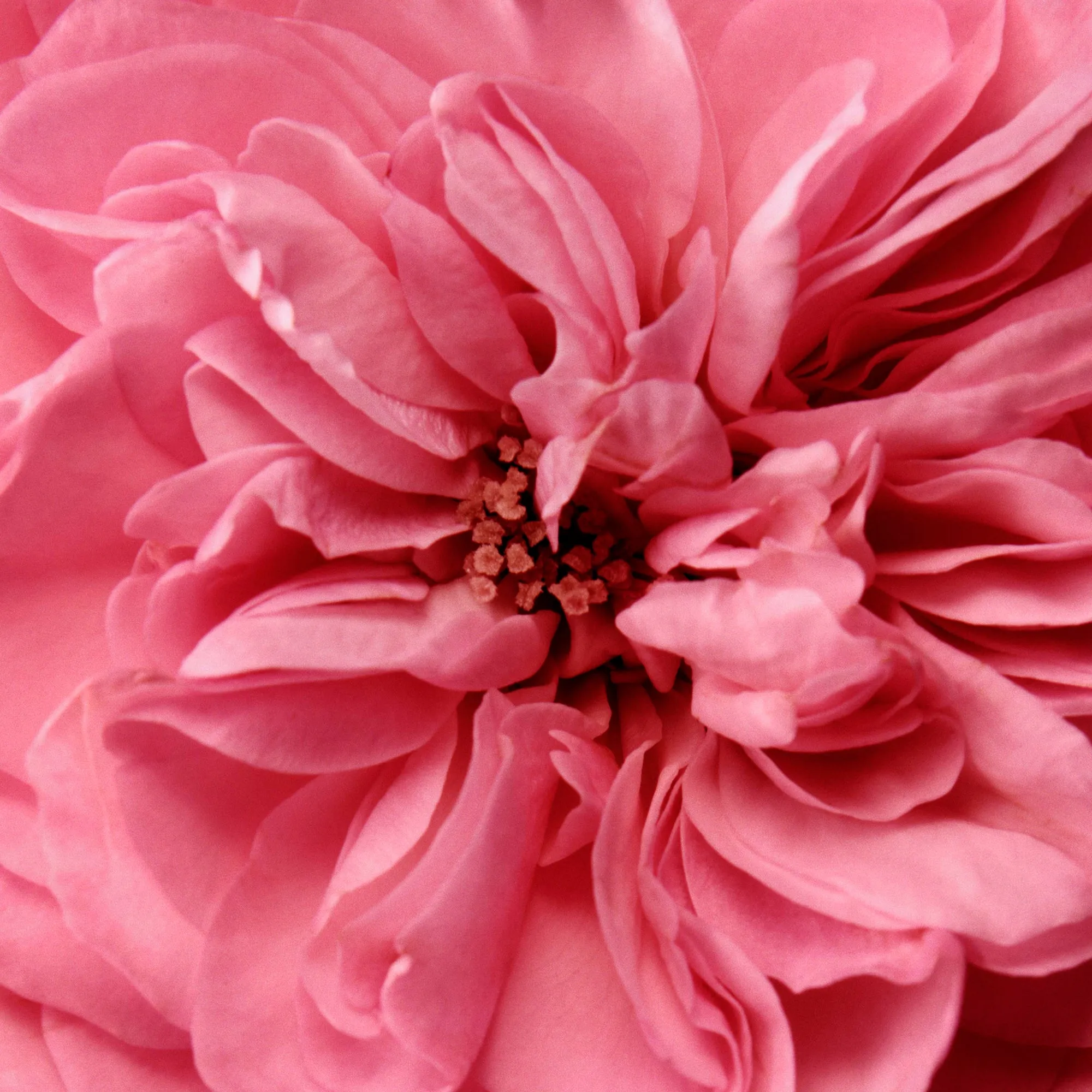 Rose de Mai Face Oil Chantecaille